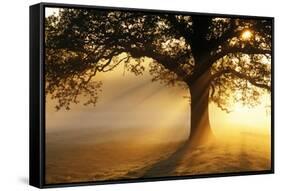 Oak Tree At Sunrise-Jeremy Walker-Framed Stretched Canvas