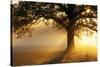 Oak Tree At Sunrise-Jeremy Walker-Stretched Canvas