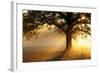 Oak Tree At Sunrise-Jeremy Walker-Framed Premium Photographic Print