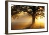 Oak Tree At Sunrise-Jeremy Walker-Framed Premium Photographic Print