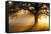 Oak Tree At Sunrise-Jeremy Walker-Framed Stretched Canvas