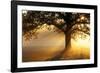 Oak Tree At Sunrise-Jeremy Walker-Framed Photographic Print