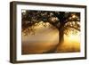 Oak Tree At Sunrise-Jeremy Walker-Framed Photographic Print