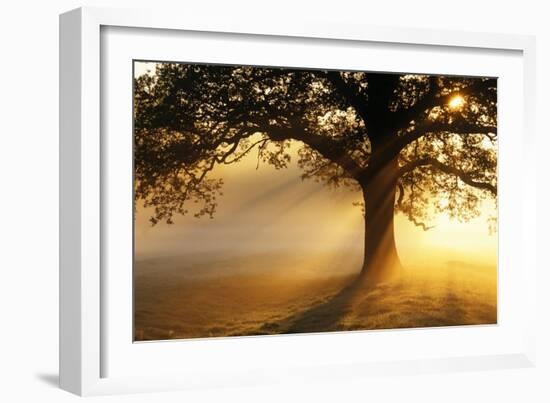 Oak Tree At Sunrise-Jeremy Walker-Framed Photographic Print