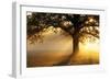 Oak Tree At Sunrise-Jeremy Walker-Framed Photographic Print
