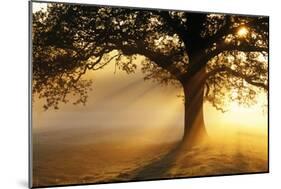 Oak Tree At Sunrise-Jeremy Walker-Mounted Photographic Print