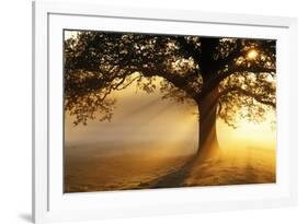 Oak Tree At Sunrise-Jeremy Walker-Framed Photographic Print