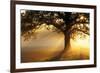 Oak Tree At Sunrise-Jeremy Walker-Framed Photographic Print