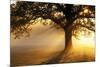 Oak Tree At Sunrise-Jeremy Walker-Mounted Photographic Print