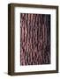 Oak Tree Bark, 20th century-CM Dixon-Framed Photographic Print