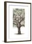 Oak Tree Composition II-Naomi McCavitt-Framed Art Print