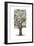 Oak Tree Composition II-Naomi McCavitt-Framed Art Print