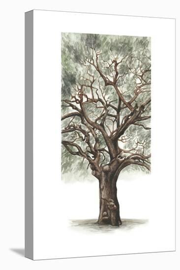 Oak Tree Composition II-Naomi McCavitt-Stretched Canvas