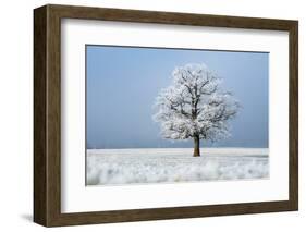 Oak tree covered in hoarfrost in frosty field in winter, Germany-Konrad Wothe-Framed Photographic Print