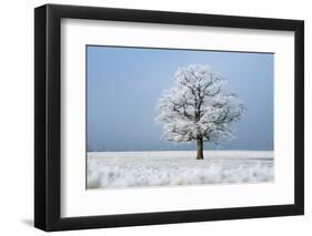 Oak tree covered in hoarfrost in frosty field in winter, Germany-Konrad Wothe-Framed Photographic Print