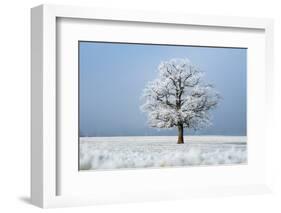 Oak tree covered in hoarfrost in frosty field in winter, Germany-Konrad Wothe-Framed Photographic Print