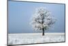 Oak tree covered in hoarfrost in frosty field in winter, Germany-Konrad Wothe-Mounted Photographic Print