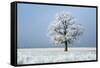 Oak tree covered in hoarfrost in frosty field in winter, Germany-Konrad Wothe-Framed Stretched Canvas