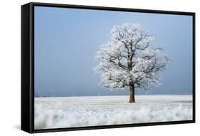 Oak tree covered in hoarfrost in frosty field in winter, Germany-Konrad Wothe-Framed Stretched Canvas