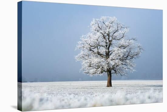 Oak tree covered in hoarfrost in frosty field in winter, Germany-Konrad Wothe-Stretched Canvas