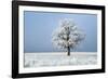 Oak tree covered in hoarfrost in frosty field in winter, Germany-Konrad Wothe-Framed Photographic Print