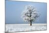 Oak tree covered in hoarfrost in frosty field in winter, Germany-Konrad Wothe-Mounted Photographic Print