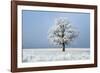 Oak tree covered in hoarfrost in frosty field in winter, Germany-Konrad Wothe-Framed Photographic Print