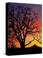 Oak Tree Framing Mt. Hood at Sunset, Columbia River Gorge National Scenic Area, Oregon, USA-Steve Terrill-Stretched Canvas