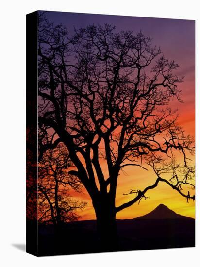 Oak Tree Framing Mt. Hood at Sunset, Columbia River Gorge National Scenic Area, Oregon, USA-Steve Terrill-Stretched Canvas