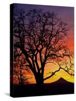 Oak Tree Framing Mt. Hood at Sunset, Columbia River Gorge National Scenic Area, Oregon, USA-Steve Terrill-Stretched Canvas