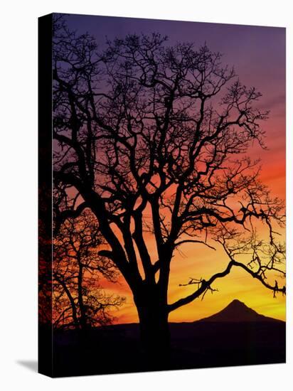 Oak Tree Framing Mt. Hood at Sunset, Columbia River Gorge National Scenic Area, Oregon, USA-Steve Terrill-Stretched Canvas