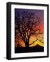 Oak Tree Framing Mt. Hood at Sunset, Columbia River Gorge National Scenic Area, Oregon, USA-Steve Terrill-Framed Photographic Print