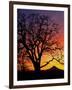 Oak Tree Framing Mt. Hood at Sunset, Columbia River Gorge National Scenic Area, Oregon, USA-Steve Terrill-Framed Photographic Print