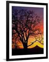 Oak Tree Framing Mt. Hood at Sunset, Columbia River Gorge National Scenic Area, Oregon, USA-Steve Terrill-Framed Photographic Print