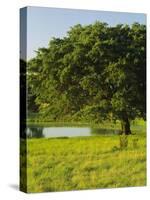 Oak Tree in a Field, Tucson, San Rafael Valley, Santa Cruz County, Arizona, USA-null-Stretched Canvas