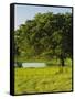 Oak Tree in a Field, Tucson, San Rafael Valley, Santa Cruz County, Arizona, USA-null-Framed Stretched Canvas