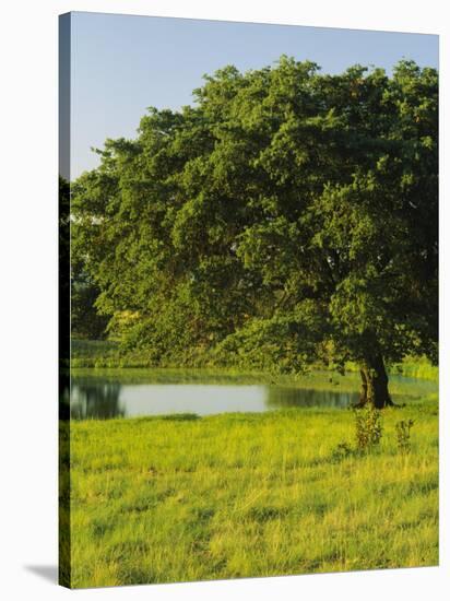 Oak Tree in a Field, Tucson, San Rafael Valley, Santa Cruz County, Arizona, USA-null-Stretched Canvas