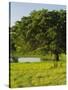 Oak Tree in a Field, Tucson, San Rafael Valley, Santa Cruz County, Arizona, USA-null-Stretched Canvas