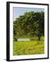 Oak Tree in a Field, Tucson, San Rafael Valley, Santa Cruz County, Arizona, USA-null-Framed Photographic Print