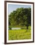 Oak Tree in a Field, Tucson, San Rafael Valley, Santa Cruz County, Arizona, USA-null-Framed Photographic Print
