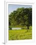 Oak Tree in a Field, Tucson, San Rafael Valley, Santa Cruz County, Arizona, USA-null-Framed Photographic Print