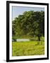 Oak Tree in a Field, Tucson, San Rafael Valley, Santa Cruz County, Arizona, USA-null-Framed Photographic Print