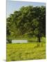 Oak Tree in a Field, Tucson, San Rafael Valley, Santa Cruz County, Arizona, USA-null-Mounted Photographic Print