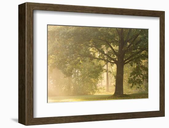 Oak tree in sunny misty morning-Paivi Vikstrom-Framed Photographic Print