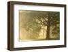 Oak tree in sunny misty morning-Paivi Vikstrom-Framed Photographic Print