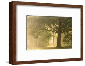 Oak tree in sunny misty morning-Paivi Vikstrom-Framed Photographic Print