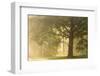 Oak tree in sunny misty morning-Paivi Vikstrom-Framed Photographic Print