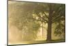 Oak tree in sunny misty morning-Paivi Vikstrom-Mounted Photographic Print