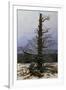 Oak Tree in the Snow-Caspar David Friedrich-Framed Giclee Print