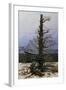 Oak Tree in the Snow-Caspar David Friedrich-Framed Giclee Print